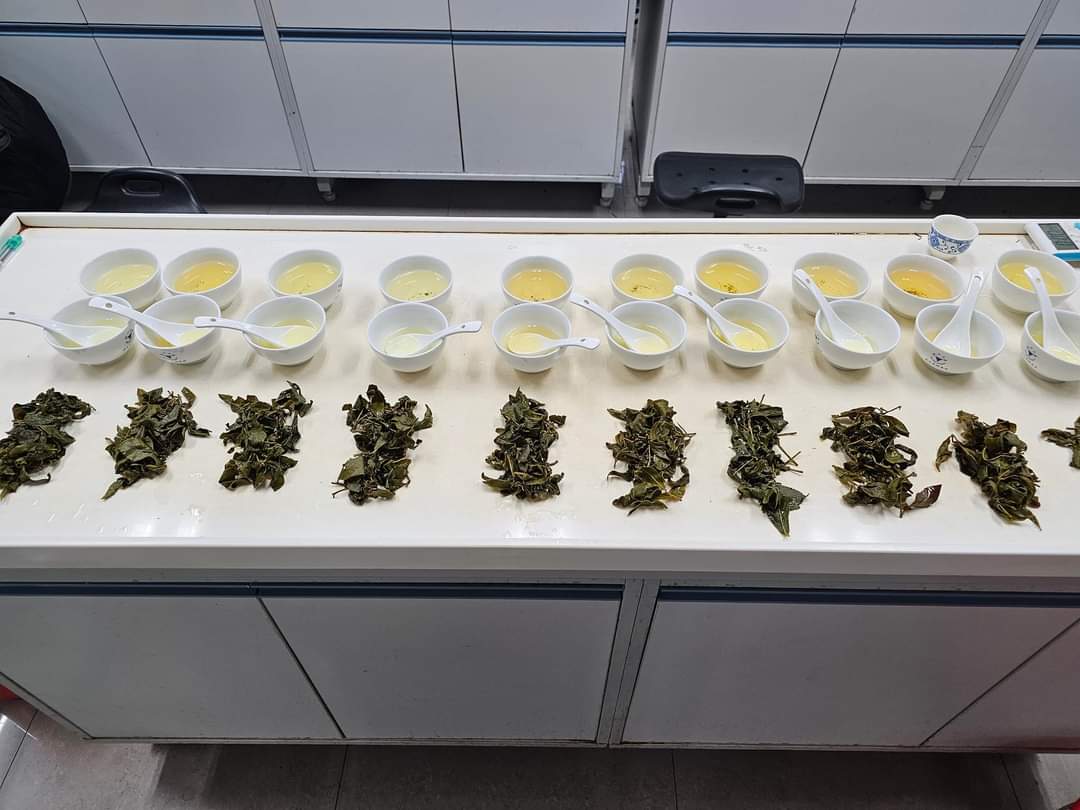漢貓喝茶🍵3.台灣高山茶 - 第2張圖